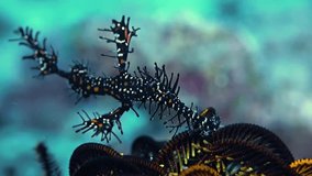 Close-up. A black Harlequin ghost pipefish swims in the water column next to a black lily. Philippines. Anilao.