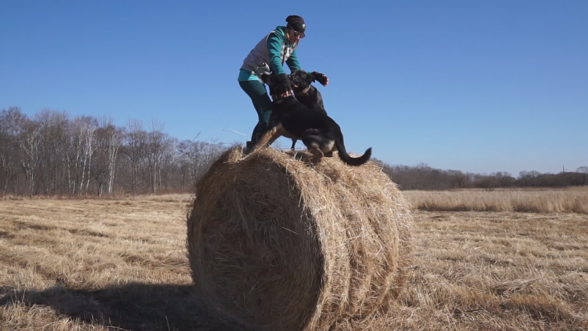 Two dogs and a girl having fun, balancing on a haystack. Black and brown dogs, play with their owner, try not to fall, and balance on a high haystack. Russia, Vladivostok
