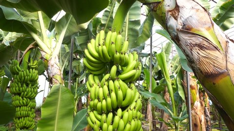 unripe organic multiple green banana on banana tree. Banana tree with a bunch of bananas. Anamur, Mersin Turkey