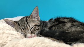 4K HD video of a black and grey kitten with white nose curled up on a soft sheepskin bed sleeping soundly. Zooming in on kitties face as it sleeps. 