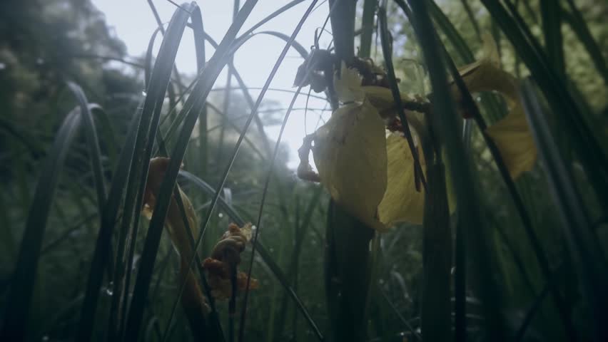 morning in the dense thicket of marsh, dew drops and a yellow iris
thick marshy thickets, tall grass and trees around, mosquitoes and early morning
