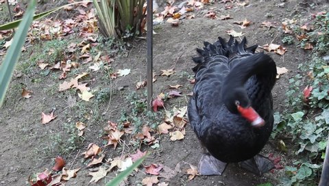 beautiful black Swan preening its feathers in the Park