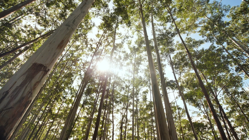 Eucalyptus forest near the city of Munar. India. Video on the move. Royalty-Free Stock Footage #1040779181