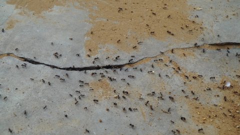 Ants Working In Ant Hill. Several ants following an ant pathway