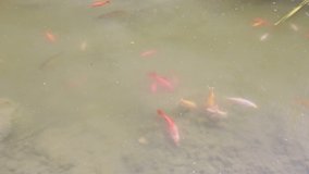 Goldfish in the murky waters of a fountain.