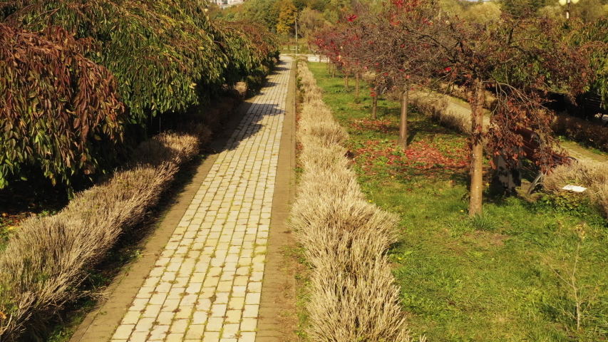 Boxwood bushes are destroyed by butterfly larvae