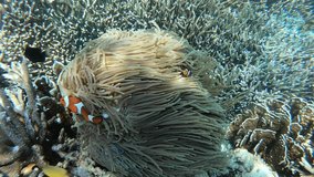 clown anemonefish swim in anemone coral,Similan Island