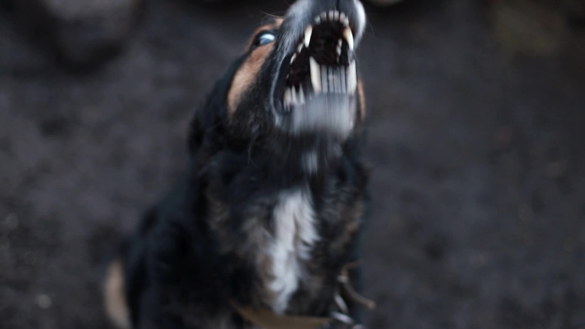 Angry German shepherd, angry dog slow motion Royalty-Free Stock Footage #1040792831
