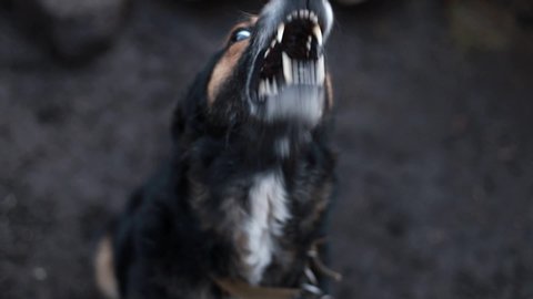 Angry German shepherd, angry dog slow motion
