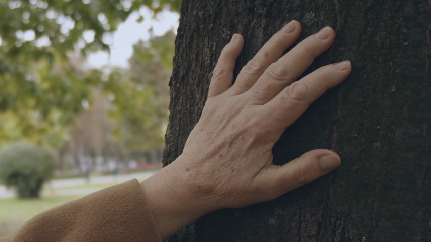 Wrinkled hand touching old tree, lonely senior woman walking in autumn park | Shutterstock HD Video #1040795306