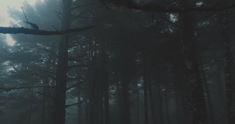 Walking Inside A Scary Mystical Dark Foggy Forest.Gimbal steadicam movement as we walk in or past a fairy tale like forest with tall fir trees in heavy fog and mist.10 bit 4:2:2