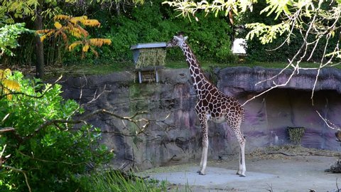 Portland, Oregon: October 11, 2019:  The Oregon Zoo in the city of Portland, Oregon.  The Oregon Zoo has 1,800 animals.  