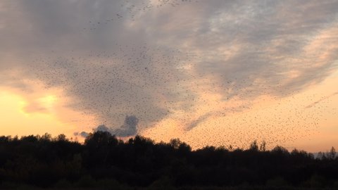 Starling murmuration with sunset in the background winter England UK 4K