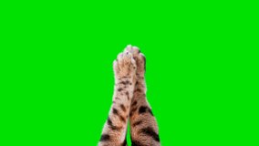 4K cat paws typing on green screen isolated with chroma key, real shot. 3 gestures (type and swipe), loop-able. 