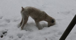 A high definition video of a Soft coated Wheaten Terrier playing and running in snow in winter season.