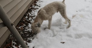 A high definition video of a Soft coated Wheaten Terrier playing and running in snow in winter season.