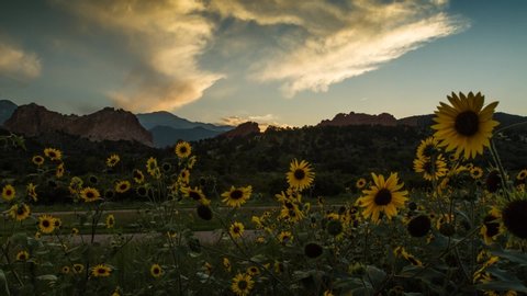 Colorado rock formations in Garden of the Gods with sun flowers