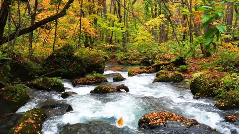 Beautiful leaves of autumn season fall in the Oirase Mountain Stream and flow through the beautiful autumn forest at Oirase Gorge in Towada Hachimantai National Park at Aomori Prefecture, Japan