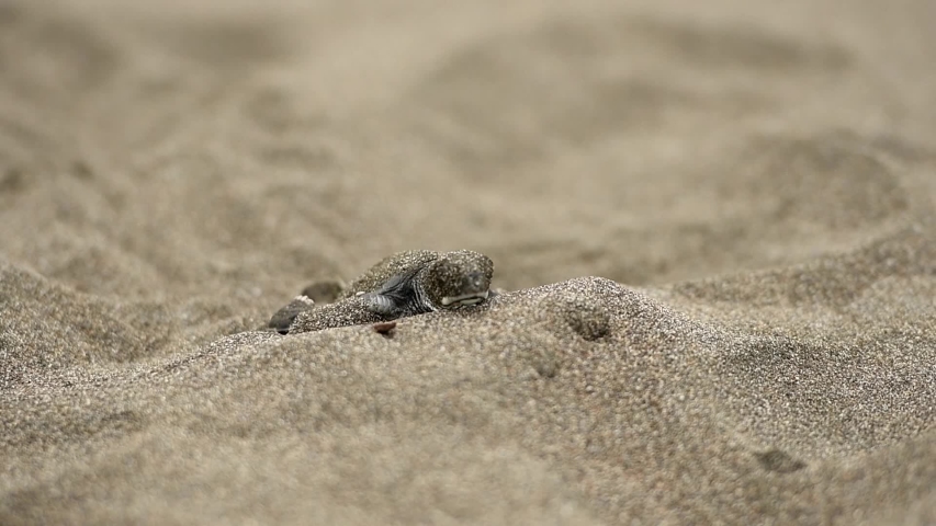 Shells on the seashore image - Free stock photo - Public Domain photo ...