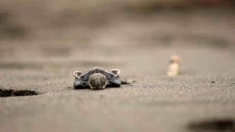 Courageous baby newborn Olive Ridley turtle's brave first dangerous walk to the ocean on sparkling black sand beach in Costa Rica in danger and struggling to survive.