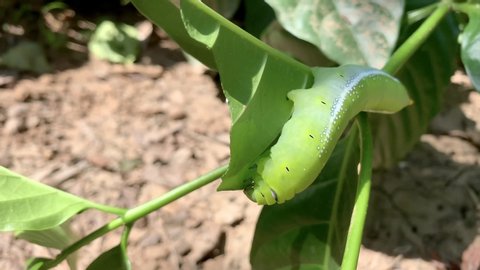 Green caterpillar on a small branch