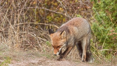 An adult Red Fox (Vulpes vulpes) hunting and finding some food at the forest meadow.