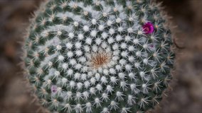 Close up of a green cactus with a lot of sharp needle. Small flower around cactus look natural.
