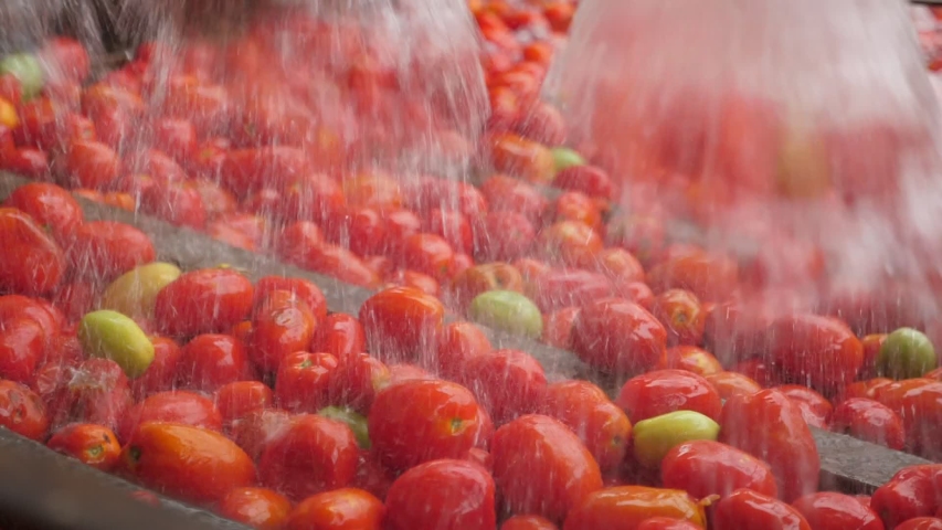 Cheerful view of shower water covering fresh tomatoes moving on a conveyor line in a tomato processing plant indoors. It looks optimistic and healthy. Royalty-Free Stock Footage #1040831843