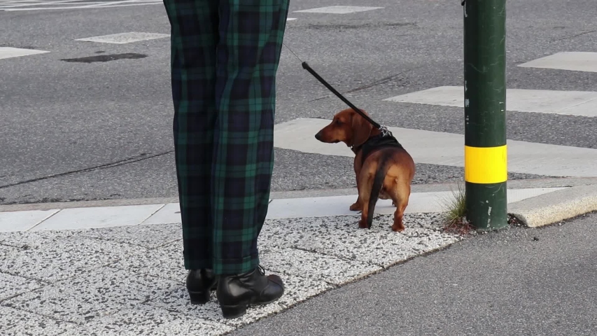 woman with a dog crosses the road at a pedestrian crossing