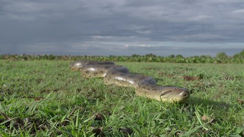 Anaconda in Africa slithers by camera