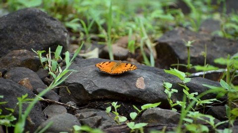 Butterfly sitting on a rock