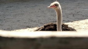 selective focus of ostrich cleaning feathers