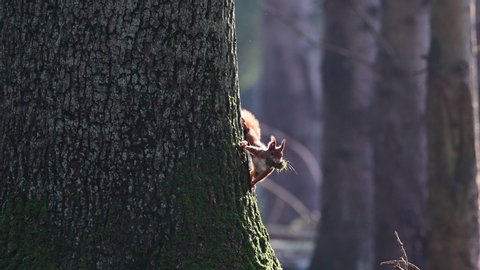 Red squirrel looking for a new nest for hibernate on the wood, autumn, (sciurus vulgaris), germany
