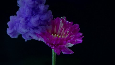 Purple color droplet to chrysanthemum flower in water slow motion on black background