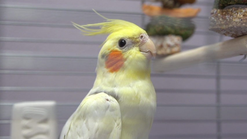 Small yellow Corella parrot in the cage in the zoo