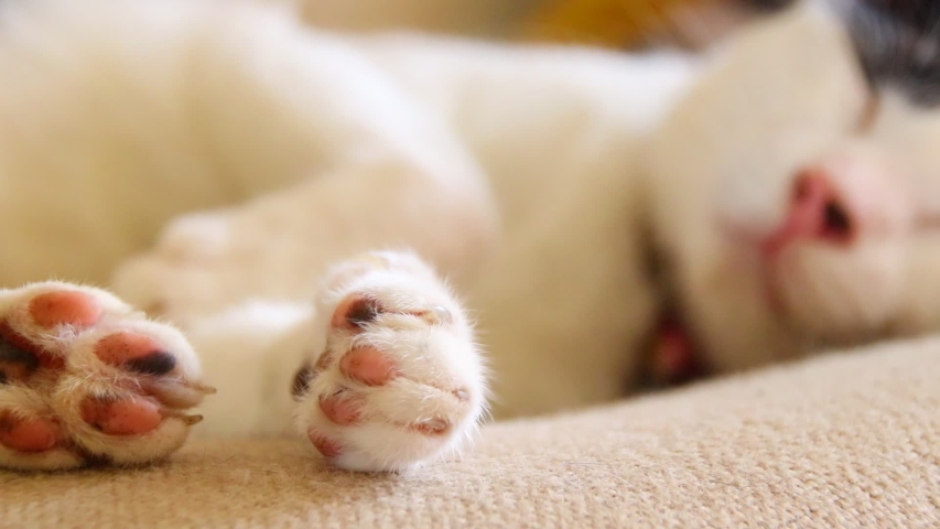 cat feet teddy bears