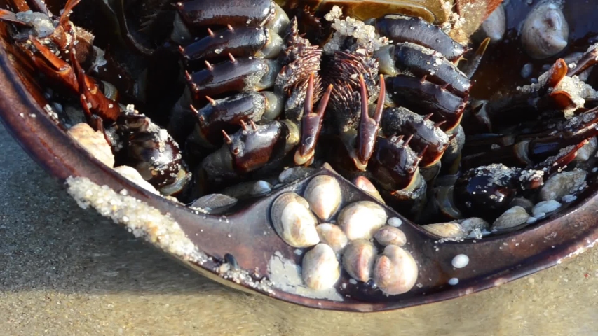 under vision of Horseshoe crab, Limulus polyphemus, sand, beach, seaside, sea, Broadkill Beach, Delaware, Usa, under vision, legs, sea snails