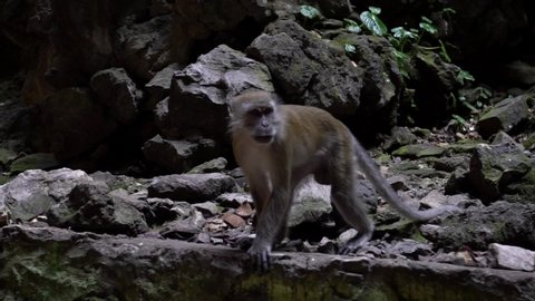 Slow Motion of asian macaque monkey in Batu Caves temple. Portraits of a crab-eating macaque also known as the long-tailed macaque in Malaysia. Wild macaca fascicularis with natural background.-Dan
