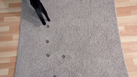 black cat leaves muddy footprints on the clean carpet in the living room