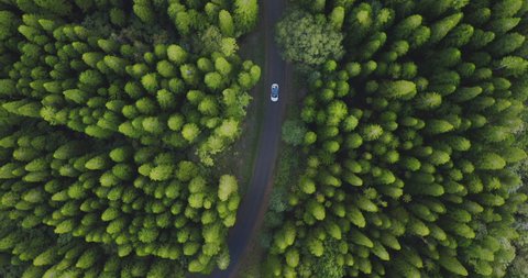 HAWAII, USA - CIRCA NOVEMBER 2019: Tesla Model 3 in the wild: Aerial view of a white car driving on a country road surrounded by a green pine tree forest, green sustainable transportation concept