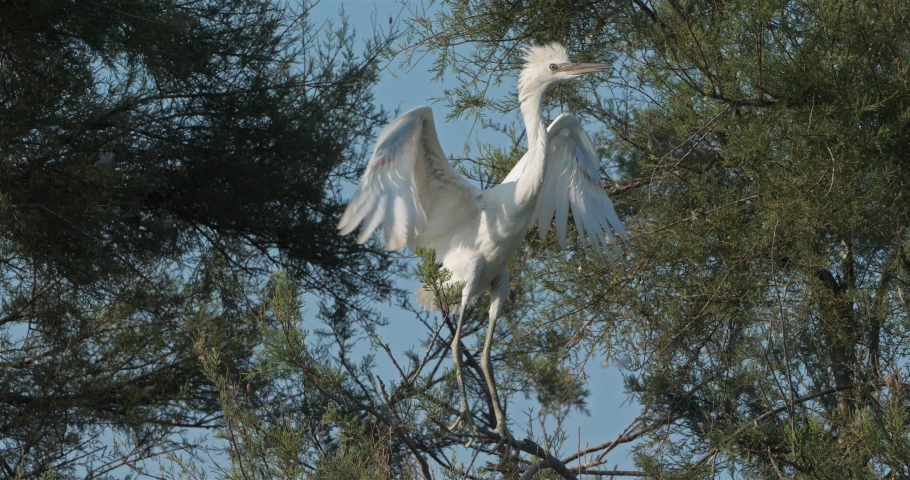 Little egret in a heronry, Camargue, France