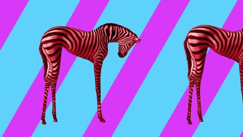 Animation art. Looping graphic animation in zin art style. Many zebras are dancing. Shake assholes on a pink background.