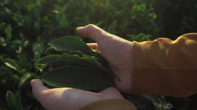 Woman worker picking tea leaves, green tea plantation in autumn. Female farmer hands picking tea leaves, beautiful sunset video.