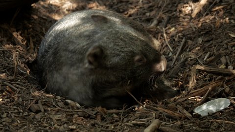 Barwon Heads , Victoria / Australia - 02 27 2019: Australian wombat laying in the leaves.