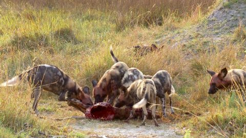 A pack of African wild dogs feast on a fresh impala kill in the wild of South Africa.
