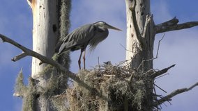  great blue herons nesting. 6 clip pack