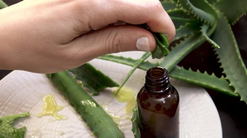 Aloe vera or Aloevera gel. hands squeezing the Aloe vera gel into bottle