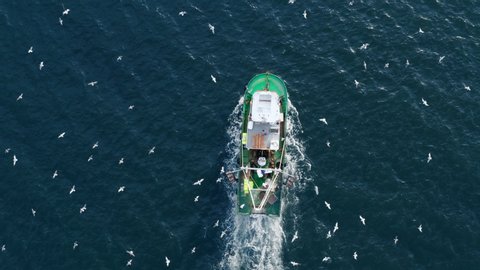 Fishing Boat with Large Catch Fish Swirling Flock Gulls Aerial View Drone. Small Ship Floats on Sea Surface Leaving a Path of Sea Foam Water. Seagulls Top View