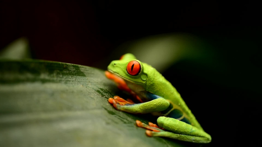 Beautiful exotic Costa Rica Red-Eyed Tree Frog sitting on a tree stump. A cute green frog sitting still and relaxing In Its Natural Habitat In The Caribbean. Royalty-Free Stock Footage #1040896658