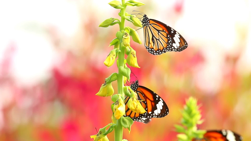 Butterfly eating pollen of flower, outdoor Chiangmai Thailand